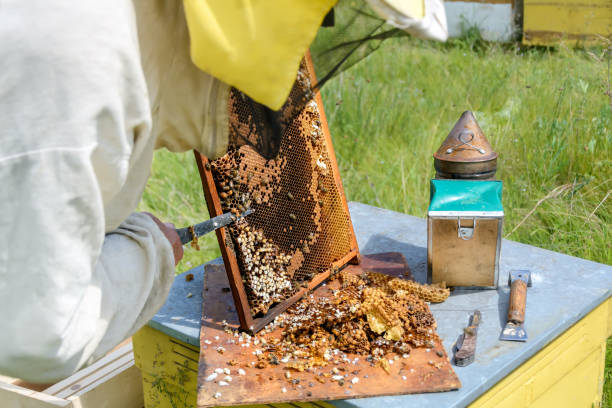 istock Beekeeper cuts beyond larvae of bees male. Apiculture. 926265136