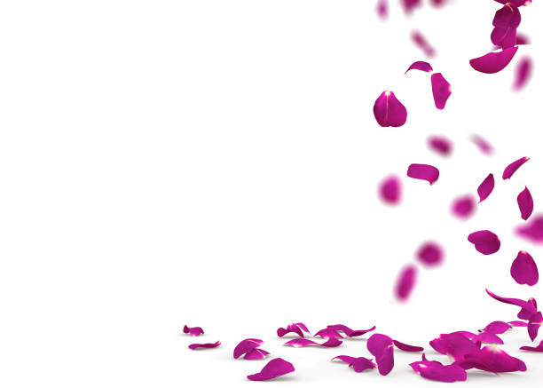 istock Purple rose petals fall to the floor 926265242