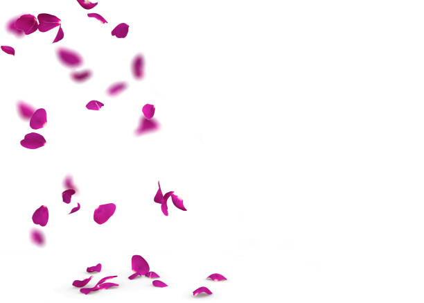 istock Purple rose petals fall to the floor 926265280