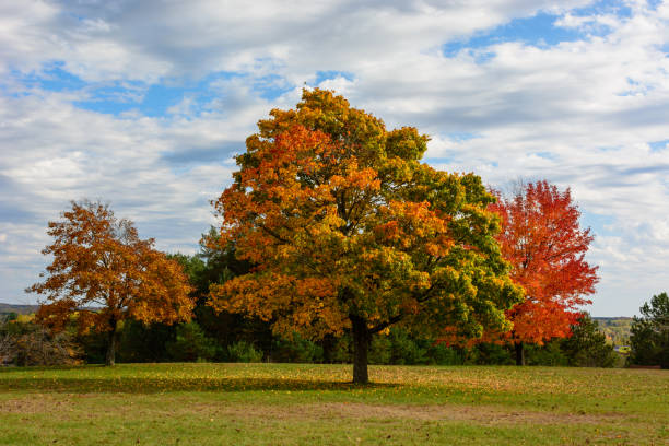 istock Autumn, fall landscape. Tree with colorful leaves 926268296