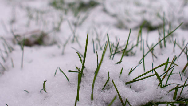 istock 4 Seasons - late winter snow 926268458