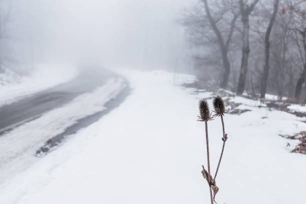 Dry plant against a snowy road