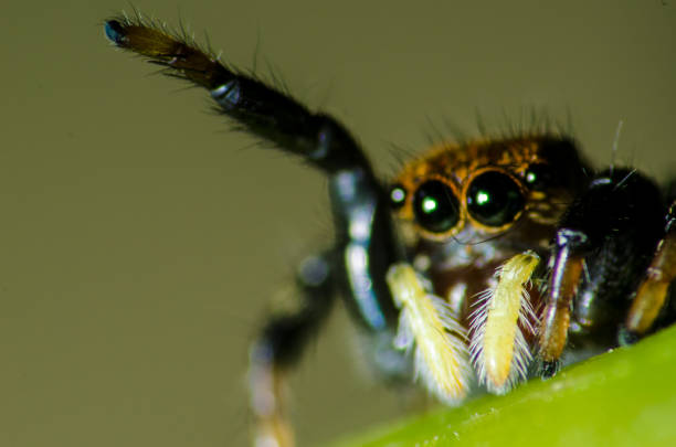 istock Wonderful and mysterious macro world 926271760
