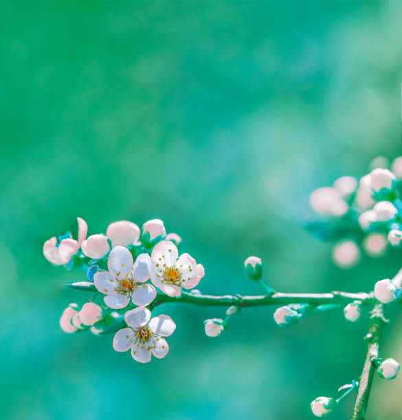 istock blossoming spring branch of a fruit tree with white flowers. shallow depth of field, selective focus. tinted photo 926275044