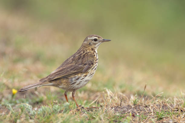 istock Meadow Pipit standing in the grass. 926275880