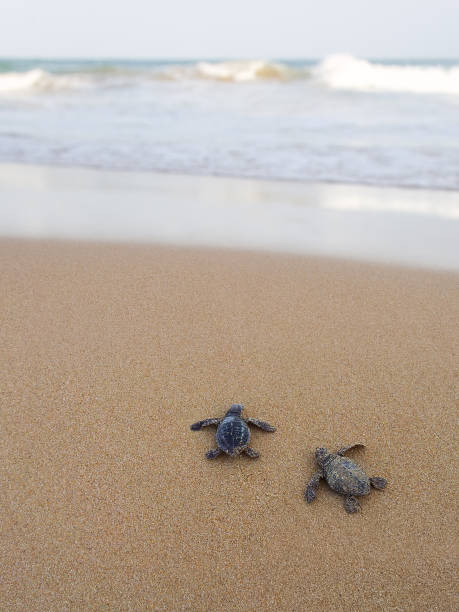 istock Baby turtles making it's way to the ocean 926278874