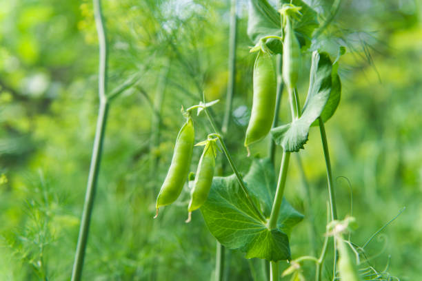 istock pods green peas growing 926278896
