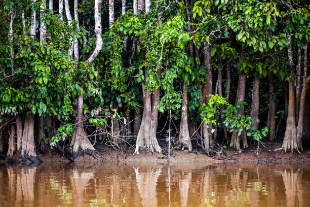 istock Trees on the Kinabatangan River in Borneo, Malaysia 926278990