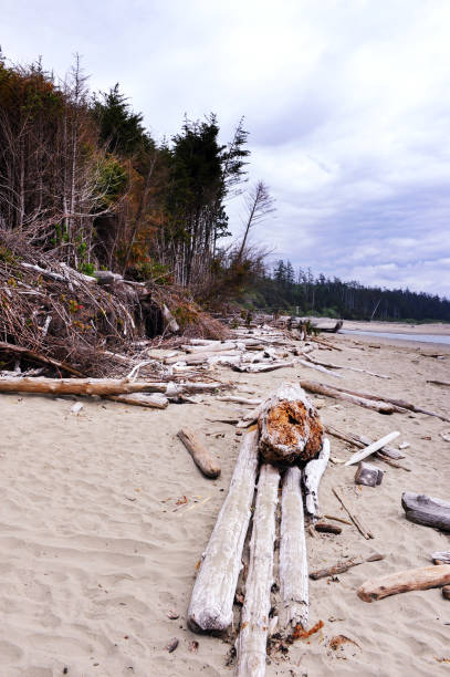 istock Driftwood on the beach, Vancouver Island, BC,Canada 926279444