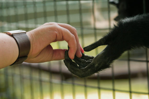 닿음 주시나요 - animal ape monkey bonding 뉴스 사진 이미지