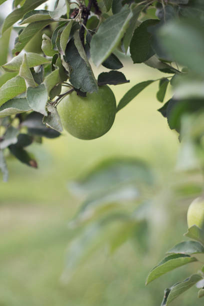 istock Fresh ripe green apples on tree in summer garden. 926283798