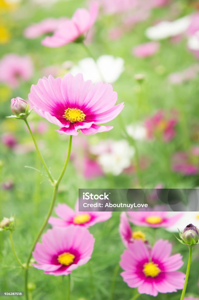 Foto de Jardim De Flores No Campo Rosa Flores No Bom Dia Feliz e mais fotos de stock de Ajardinado - iStock Foto de Jardim De Flores No Campo Rosa Flores No Bom Dia Feliz e mais fotos de stock de Ajardinado - iStock
