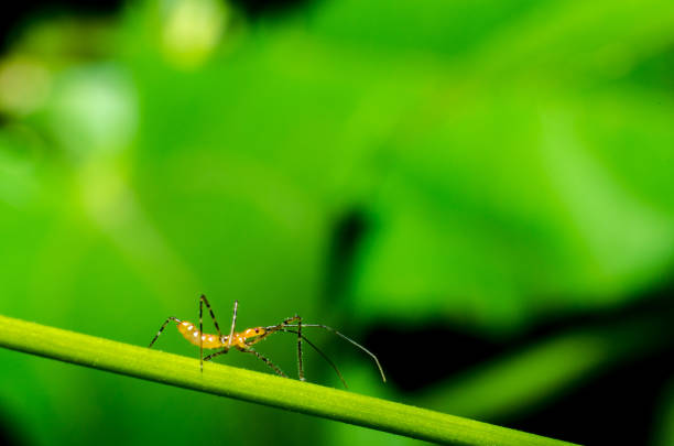 istock Wonderful and mysterious macro world 926288796