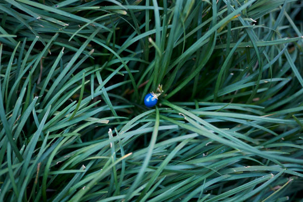 Ladybugs on grasses at edge of field under bright blue sky