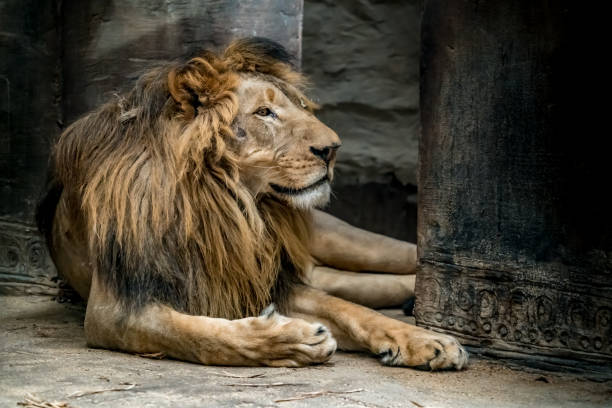 istock Close up of lion 926293098