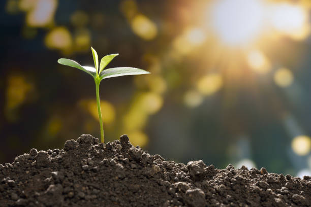 istock Young plant in the morning light growing out from soil 926293414