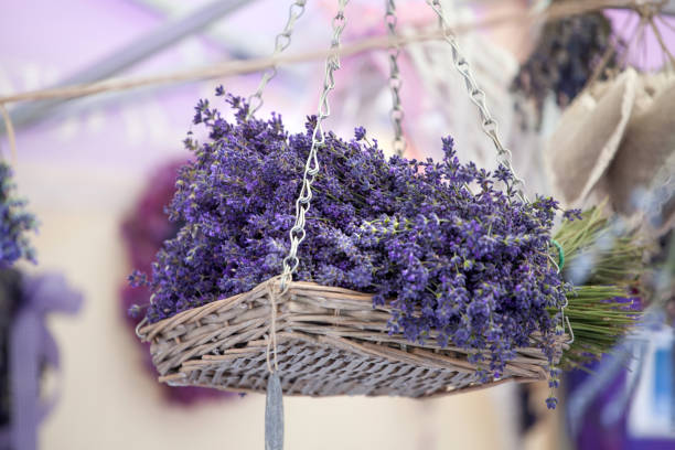 bukiet suszonej lawendy - lavender lavender coloured flower herb zdjęcia i obrazy z banku zdjęć
