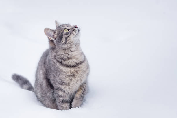 istock A domestic gray cat sit in the snow on cloudy day 926294102