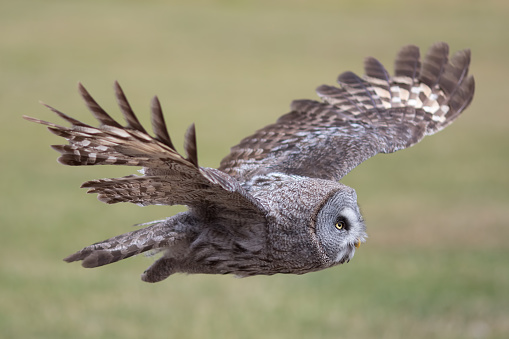 Owl flying. Great grey owl (Strix nebulosa) in level flight. Beautiful bird of prey hunting. Side view of a silent hunter animal against blurred field background.