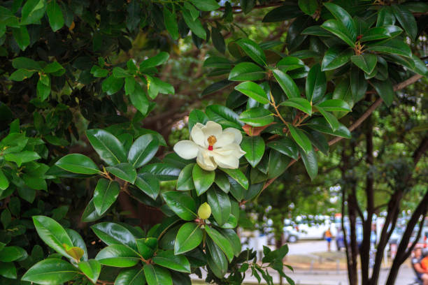 istock the Magnolia tree. Beautiful white Magnolia flower on a tree 926295414