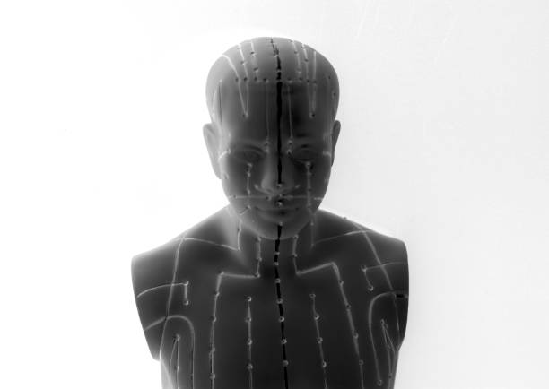 istock Medical acupuncture model of human 926295534
