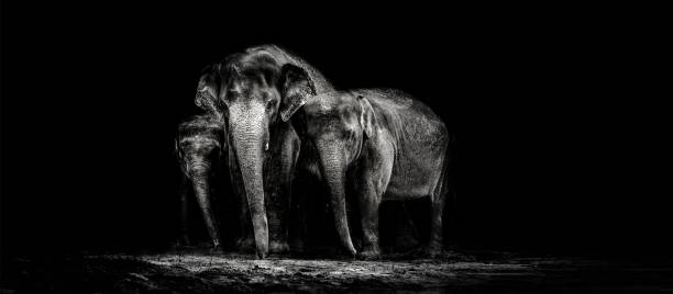 istock Elephant family in the dark 926306882
