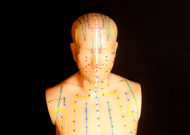 istock Medical acupuncture model of human torso 926307298