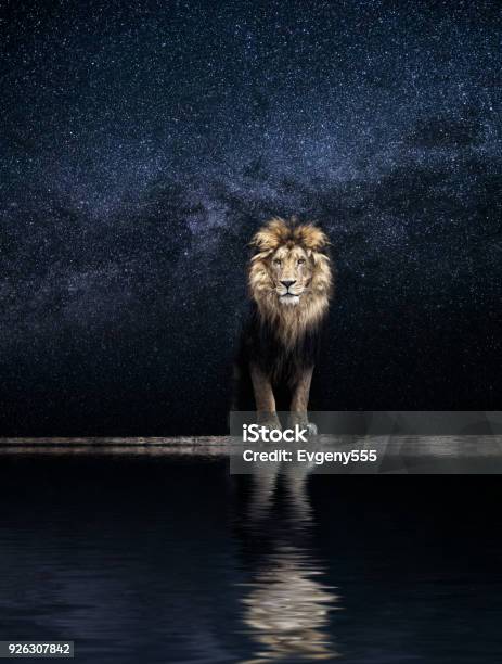Portrait Of A Beautiful Lion King Among The Stars Stock Photo - Download  Image Now - Africa, Animal, Animal Body Part - iStock