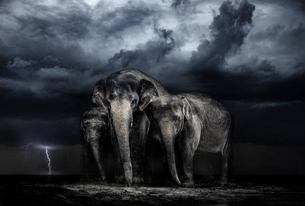 istock Elephant family. storm in the savannah 926307936