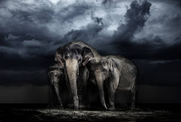 istock Elephant family. storm in the savannah 926307958