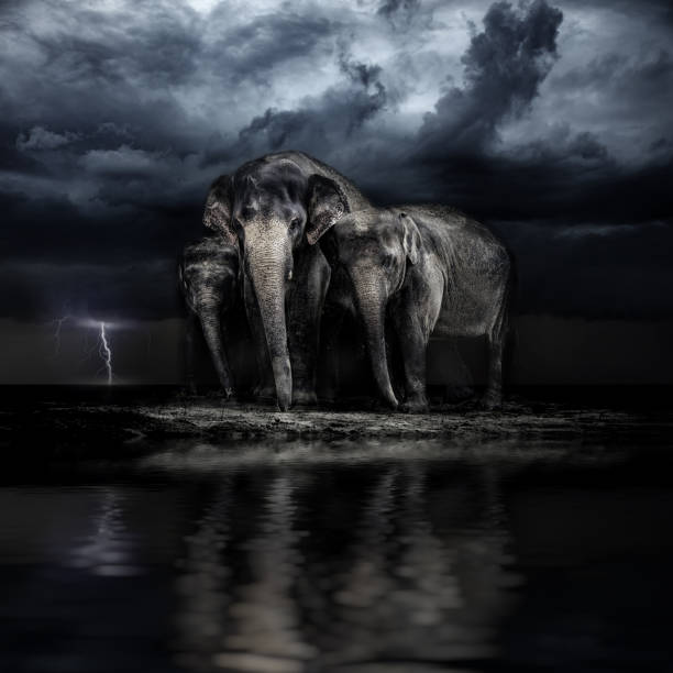 istock Elephant family. storm in the savannah 926308026
