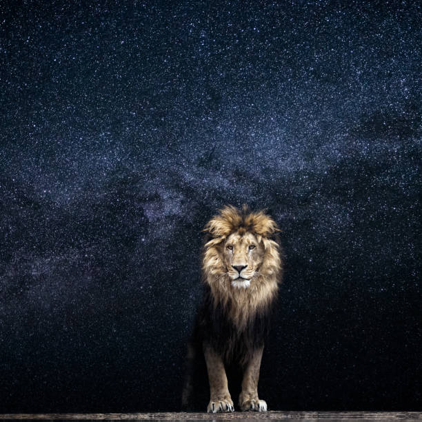 istock Lion and the starry sky, king among the stars 926308034