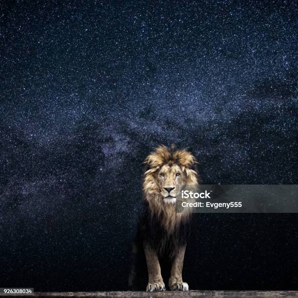 Lion And The Starry Sky King Among The Stars Stock Photo - Download Image  Now - Africa, Animal, Animal Body Part - iStock
