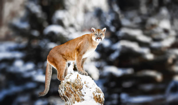 porträt des cougar, mountain lion, einer puma - puma raubkatze stock-fotos und bilder