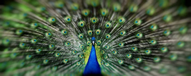 istock Portrait of beautiful peacock with feathers out 926308424