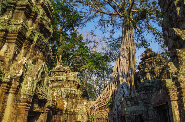 istock Temple Ta Prohm. Tree growing out of the ruins. Strangler fig (Ficus gibbosa), with endless thin, smooth and gray roots. Angkor - UNESCO World Heritage site. Cambodia, Siem Reap 926308956