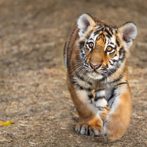tiger cub portrait. tiger playing around (panthera tigris) - bengal tiger imagens e fotografias de stock