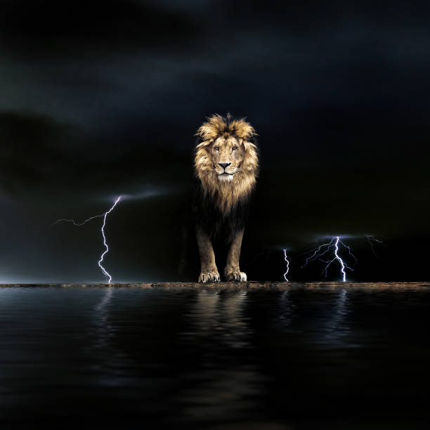 ritratto temporale di un bel leone, leone al buio - animal head flash foto e immagini stock