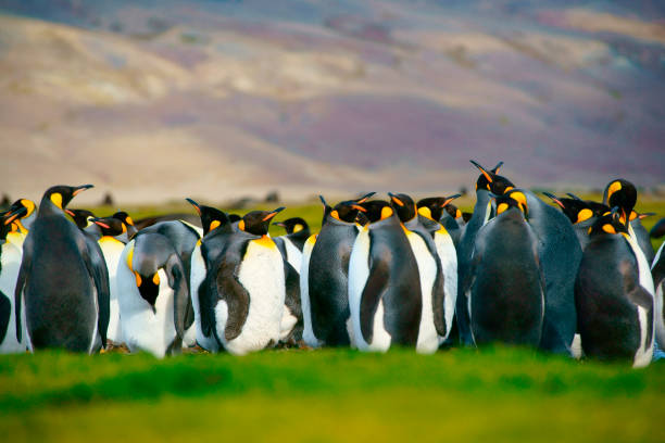 king penguins, las islas malvinas - nobody beak animal head penguin fotografías e imágenes de stock
