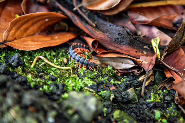 istock Beautiful Caterpillar in the Rainforest on Borneo 926316098