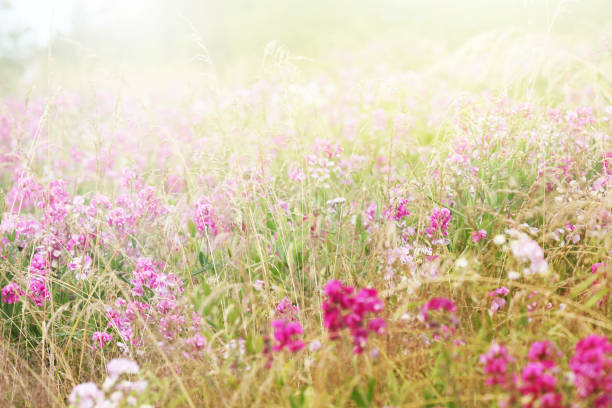 Blurred Nature Background with Wild Pink Sweet Pea flowers .