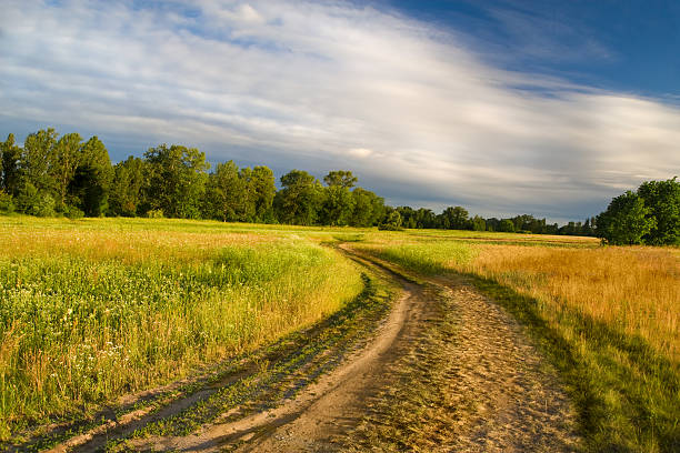 istock Beautiful summer meadow and earth road 92631807