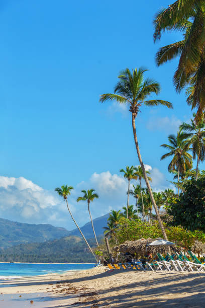 istock perfect empty Caribbean sandy beach with clear water and green palm trees 926325280