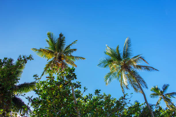 istock tops of palm trees against the blue sky 926325434