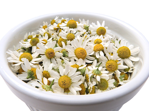 A white bowl filled with a heap of fresh harvested organic  chamomile blossoms.  The flowers have yellow centers with white petals, and are strongly scented.  This herb is commonly used in alternative and homeopathic medicine, and Chinese herbal medicine, in tea, essential oil, as a healthy food, and in aromatherapy.