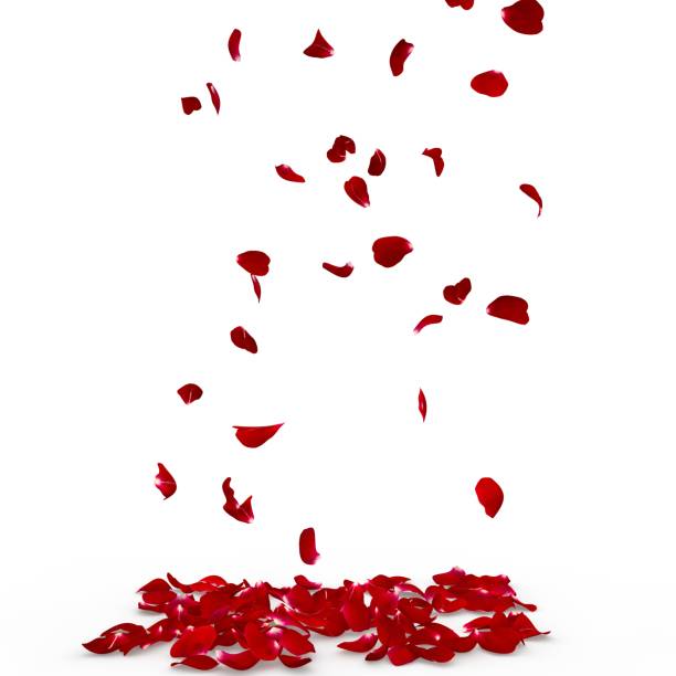 istock Rose petals fall to the floor 926327798