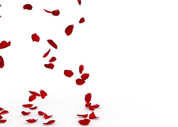 istock Rose petals fall to the floor 926328664