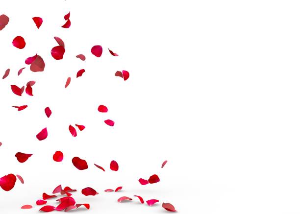 istock Rose petals fall to the floor 926328954
