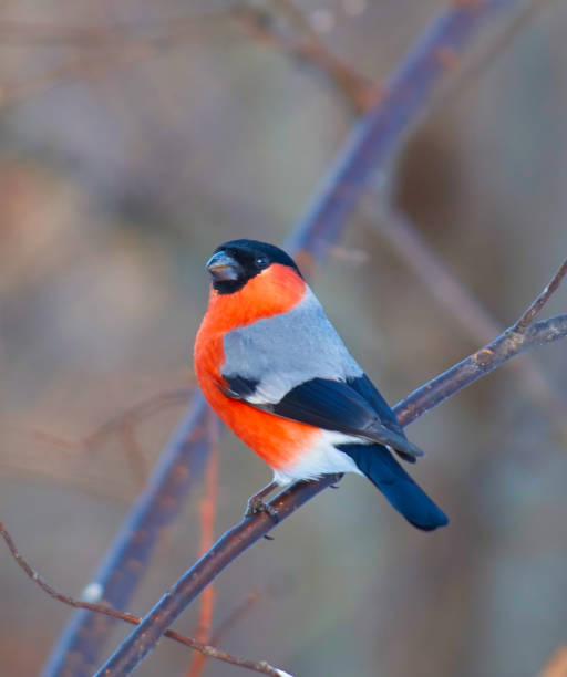 istock bullfinch sitting on a branch 926335760