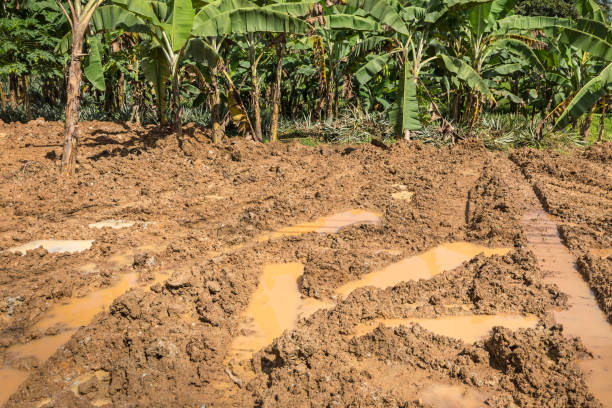istock Red mud and banana trees 926343062
